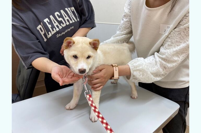 パピーパーティ４