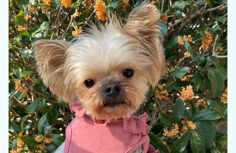 佳代子4